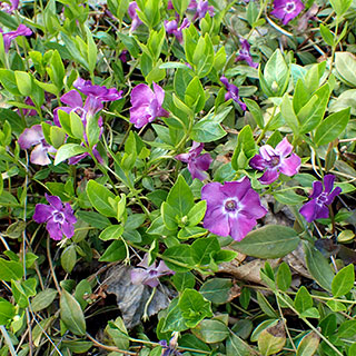 Vinca p�rpura